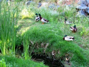 Ducks in the reeds